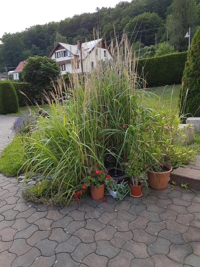 Ferienwohnung Am Rennsteig Bei Eisenach - Ilona Schmidt Wolfsburg-Unkeroda Exterior foto